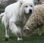 Prima consegna di cani pastori abruzzesi ad unâazienda zootecnica del parco