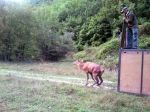 Progetto LIFE Ex-Tra: effettuato oggi lâultimo rilascio di Cervi nel Parco dei Sibillini