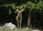 Parco Nazionale dei Monti Sibillini: al via il 6 ottobre il censimento del cervo
