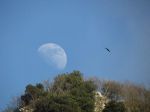 Il Corvo imperiale torna a volare nei cieli del Parco Nazionale dei Monti Sibillini